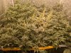 Grandfather_Skunk_F2_2022_Week4_1.jpg