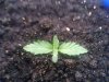 seedling1.jpg