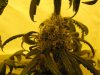 my new grow pics 009.jpg