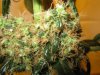 my new grow pics 010.jpg