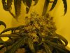 my new grow pics 012.jpg