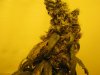 my new grow pics 013.jpg