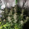 3773740_green-house-seeds-kalashnikova-grow-journal-by-rold8388green-house-seedskalashnikova_m.jpg