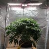 SF2000-IG@treetrunk422 Growing under the #Sf2000 #spiderfarmerled in a 55x 27x 80.jpg