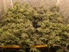 Grandfather_Skunk_F2_2022_Week5_4.jpg