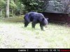 Bear8-13-20.jpg