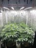 Reddit@granddaddy-terp-G3000-Oreoz, Slurricane, Spanish Moon x Grandpa’s Stash and Midnight Ch...jpg