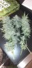 Holy Grail Kush - Day 56 04.jpg