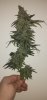 Holy Grail Kush - Day 56 03.jpg