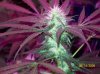 shiva & super skunk 5 weeks into flower. 2 days under 180w 001 Medium Web view.jpg