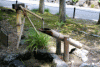 220px-Higashiyama_Botanical_Garden_Shishiodoshi_20170617.gif