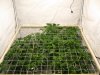 scrog_plants_5347248.JPG