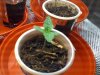 Seedlings in cups 2.jpg