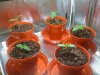 Seedlings in pots 1.jpg