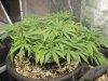 xxninjaxx-albums-my-grow-picture75563-slh3-09-aug-09-2.jpg