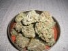 jack herer2.jpg