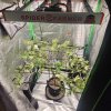 HSC Blueberry Cupcake - Spiderfarmer G300W - Scrog.jpg