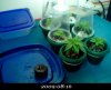 20090816-Seedlings&Clones.jpg