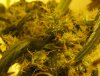 my new grow pics 001.jpg