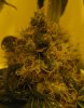 my new grow pics 004.jpg