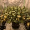 4430523_grow-journal-by-timmy2tapsseedsmanalaskan-purple_m.jpg