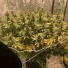 4430525_grow-journal-by-timmy2tapsseedsmanalaskan-purple_m.jpg