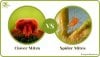 Distinguishing-Clover-Mites-and-Spider-Mites.jpg