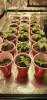 all seedlings.png