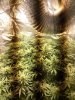 6930714_grow-journal-by-darklordmelkorministry-of-cannabisgod-s-glue-feminized.jpg