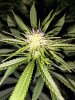 6910338_grow-journal-by-darklordmelkorministry-of-cannabisgod-s-glue-feminized.jpg