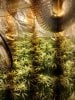 6941994_grow-journal-by-darklordmelkorministry-of-cannabisgod-s-glue-feminized.jpg