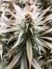 6941995_grow-journal-by-darklordmelkorministry-of-cannabisgod-s-glue-feminized.jpg