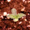 thumper-seedling.jpg