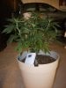 Permafrost (Bushess Maximuss)-Week1 of Flowering.jpg