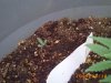 other seedling 5 days.jpg