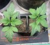 INS@granddaddy_terp-two Chitown Slurry’s (Slurricane x Bahama Runtz) are fourteen days old.jpg