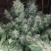 1671096_seedsman-strawberry-cheesecake-auto-grow-journal-by-phishman84-growdiariesseedsmanstra...jpg