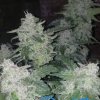 1671099_seedsman-strawberry-cheesecake-auto-grow-journal-by-phishman84-growdiariesseedsmanstra...jpg