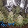 1690030_seedsman-strawberry-cheesecake-auto-grow-journal-by-phishman84-growdiariesseedsmanstra...jpg