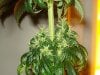 day 39 of flowering 009.jpg