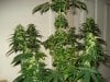 day 39 of flowering 017.jpg