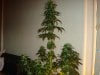 day 39 of flowering 011.jpg