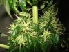 day 39 of flowering 010.jpg