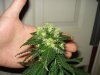 day 39 of flowering 012.jpg