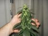 day 39 of flowering 006.jpg