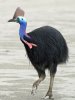 cassowary-Robert South3.jpg