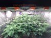 Day 11 of Flower -SE1000W.jpg