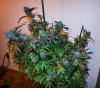 haole moonshine #3 - week 11.6-2.jpg