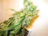 new bud pics 002.jpg