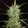 filipino-kibungan-landrace-khalifa-genetics-seedsjpg.image.360x360.jpg